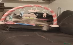 Ragdoll cats for sale: Ragdoll Male Cat - Image 6