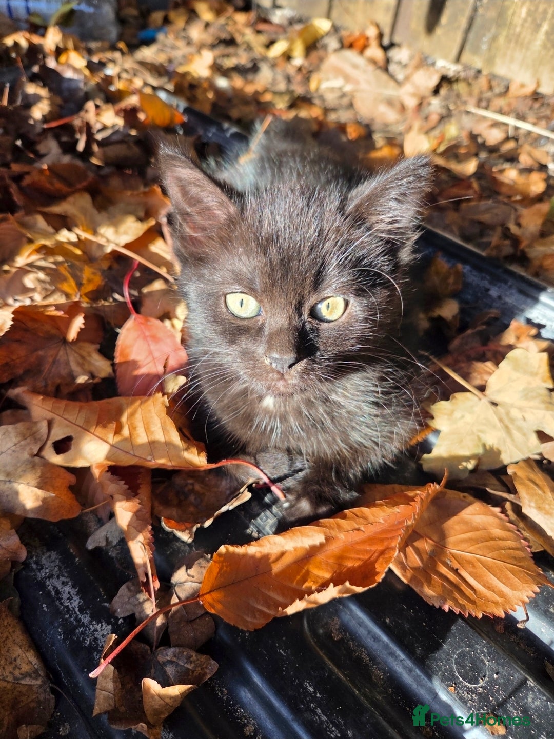 Mixed Breed cats for sale: Two beautiful boys wanting a loving home  - Advert 7