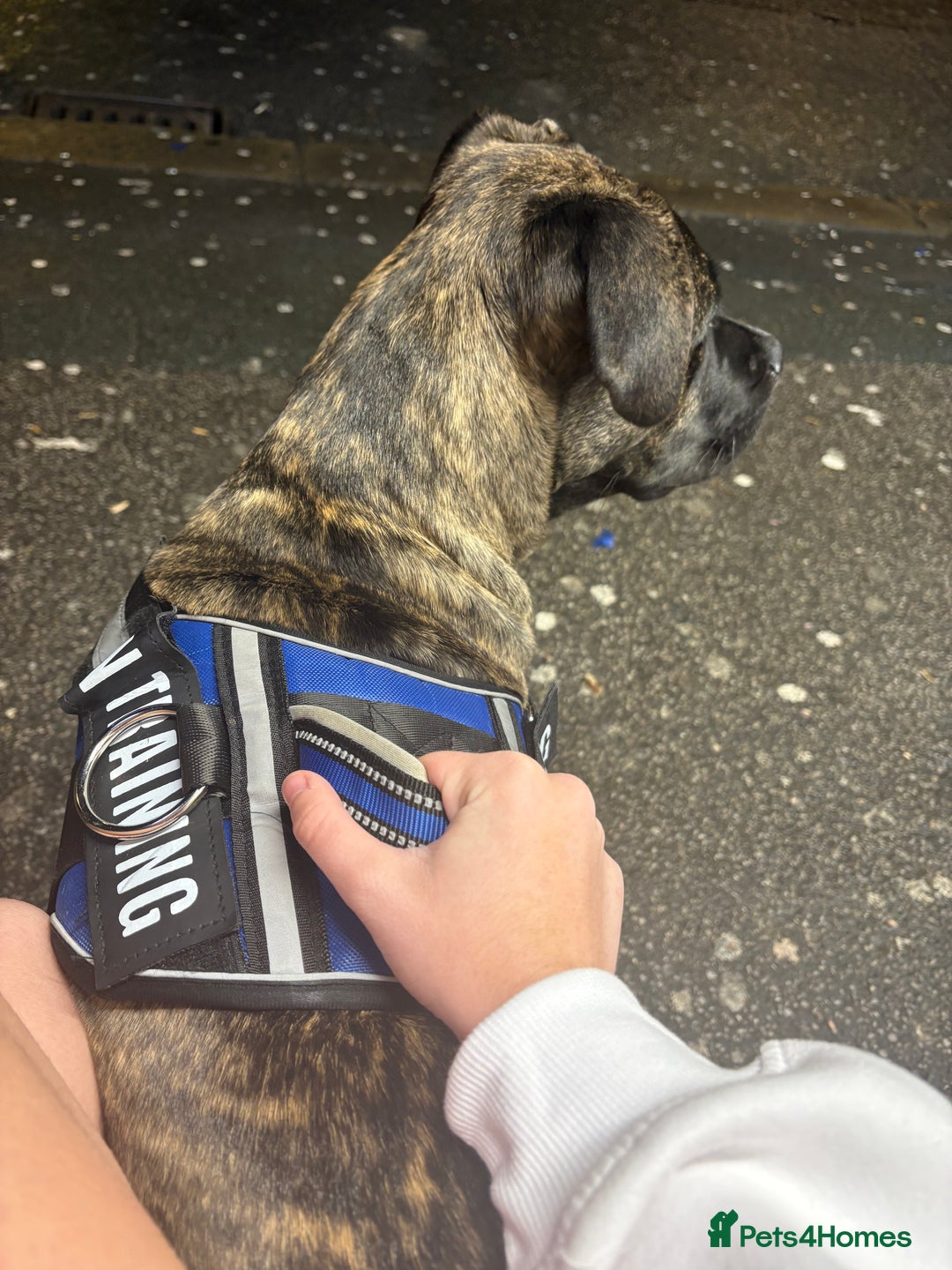 Mixed Breed dogs for sale: This is nova - Advert 2