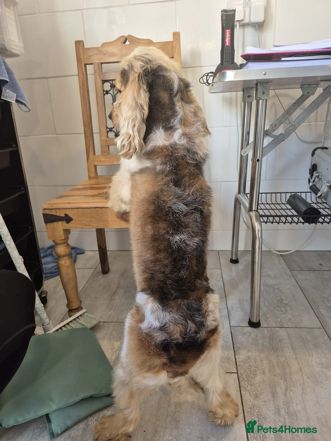 Cocker Spaniel dogs for stud: Kc Registered Cocker Spaniel Stud in March - Advert 2