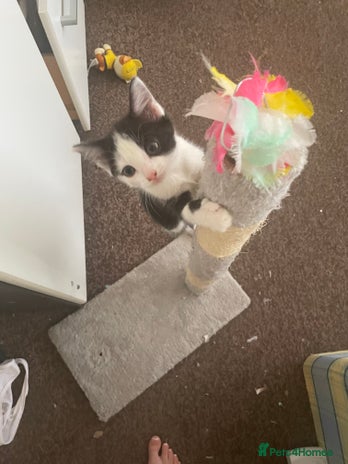 Mixed Breed cats - Advert 13