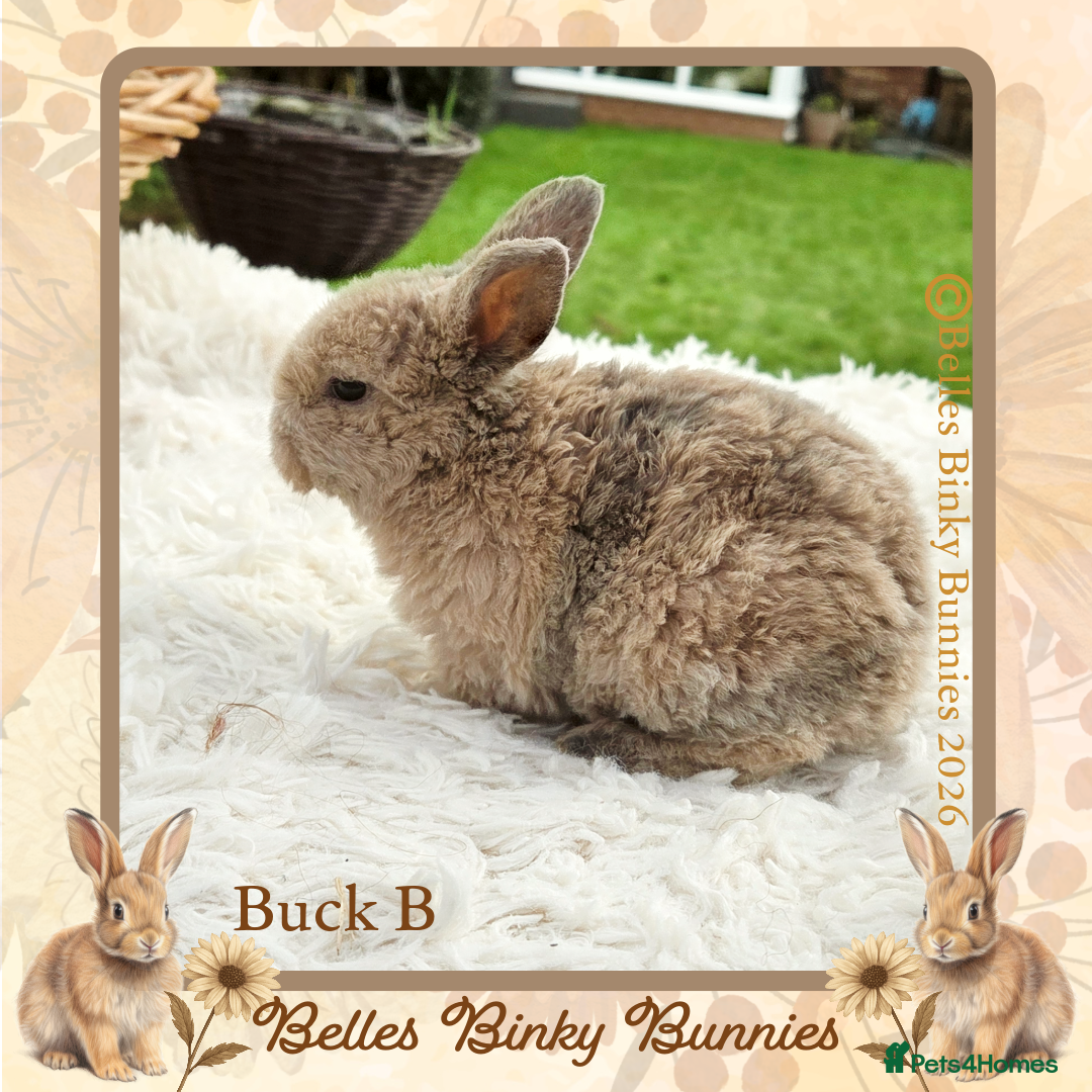 Mini Lop rabbits for sale: 🧡 Rare Stunning Plush Mini Lops 🧡 - Advert 17