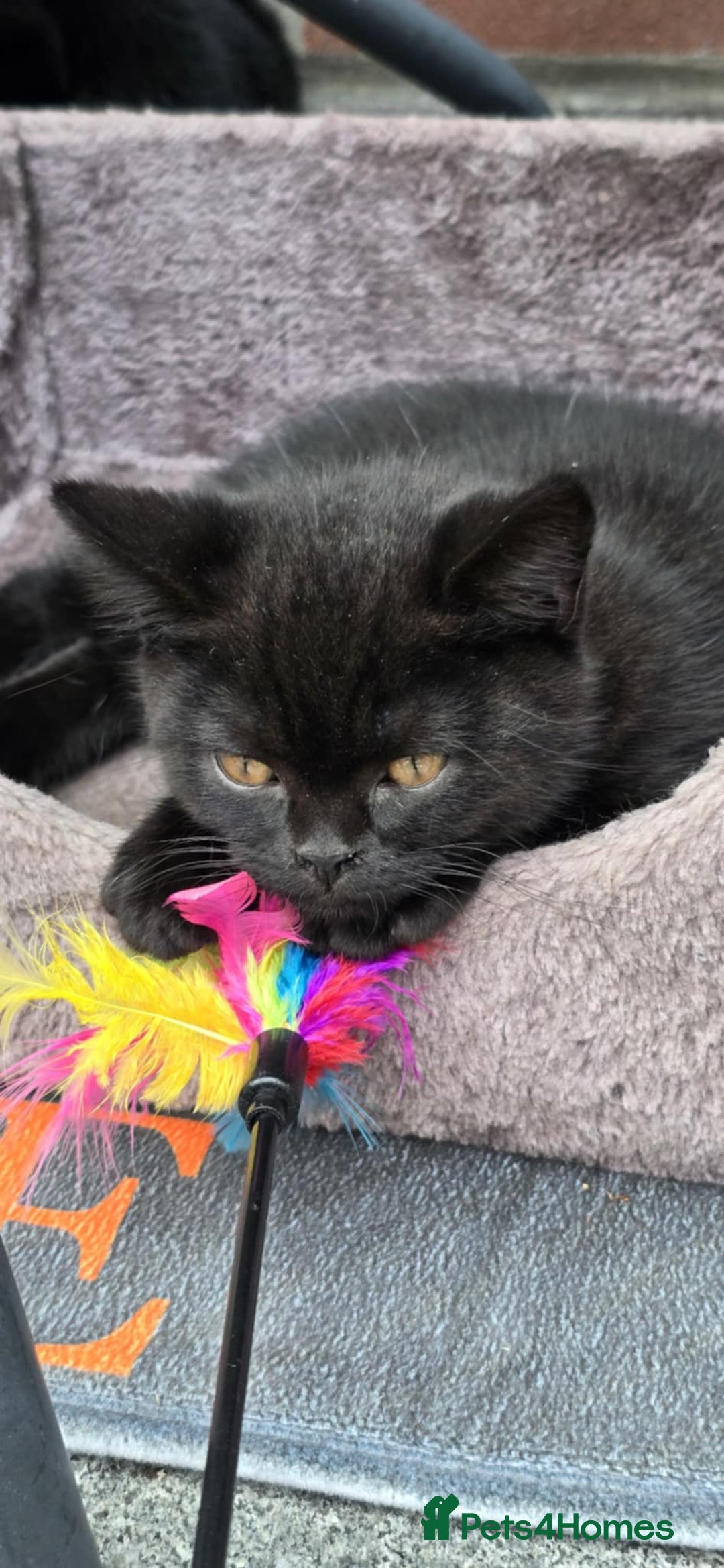 British Shorthair cats for sale: Stunning Unique Pedigree Black British Shorthair  - Advert 7