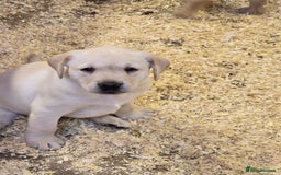 Labrador Retriever dogs for sale: Big chunky Labrador Boy - Image 5