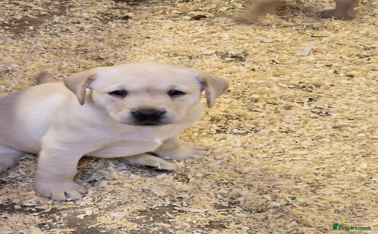 Labrador Retriever dogs - Advert 4
