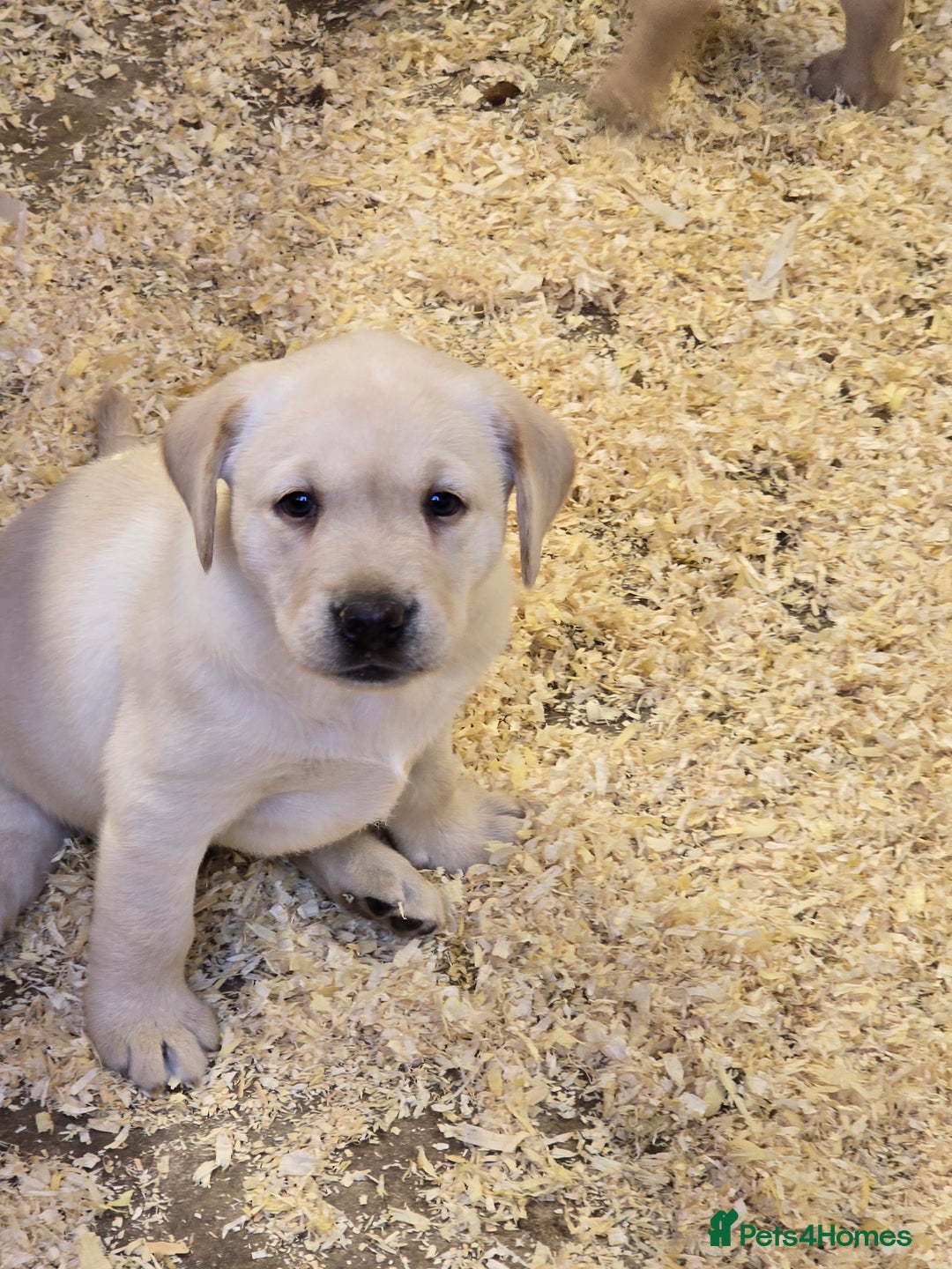Labrador Retriever dogs for sale: Big chunky Labrador Boy - Image 5