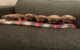 French Bulldog dogs for sale: 5 French bull dogs puppies  - Image 1