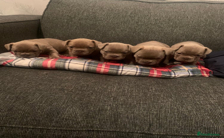 French Bulldog dogs - Advert 16