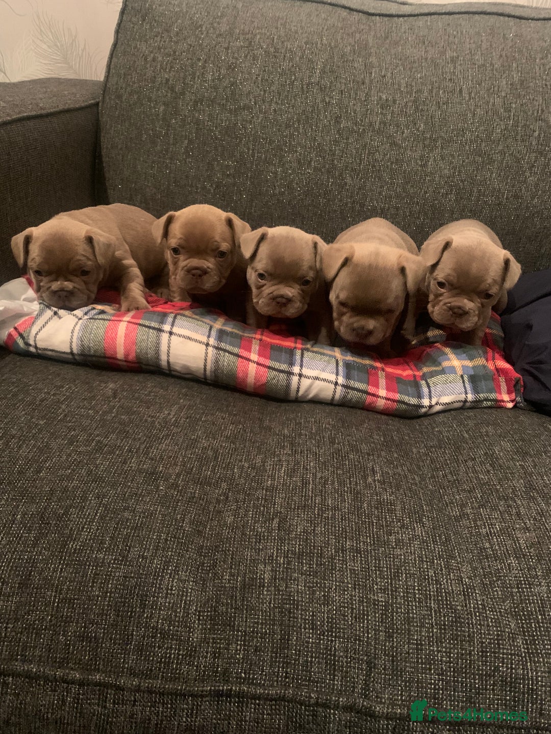 French Bulldog dogs for sale: 5 French bull dogs puppies  - Image 1