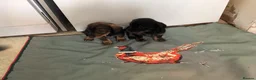 Jackshund dogs for sale:  Daxie Jack pups - Advert 6