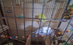 Budgerigars birds for sale: Pet birds and cage - Image 4