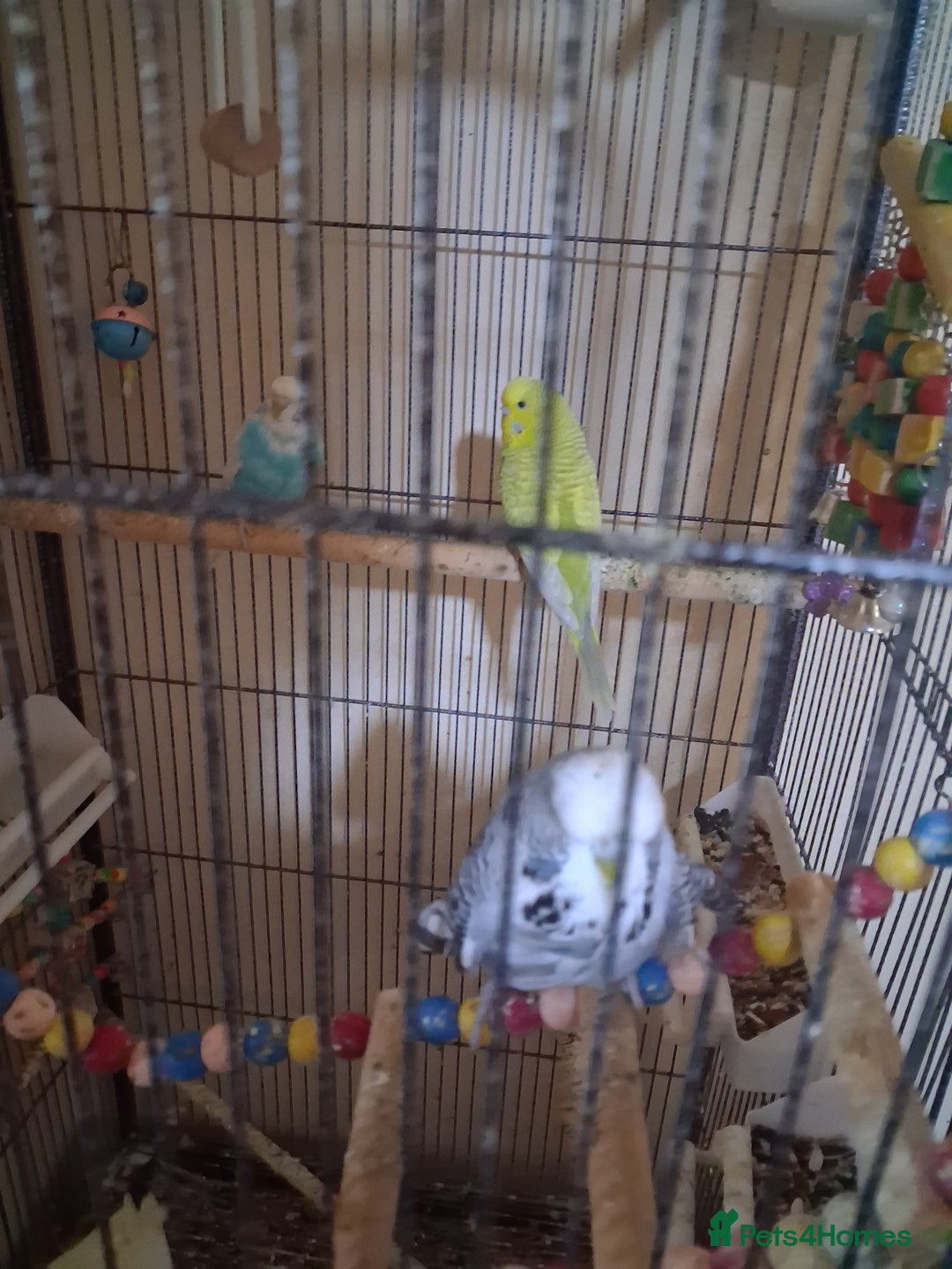 Budgerigars birds for sale: Pet birds and cage - Image 4