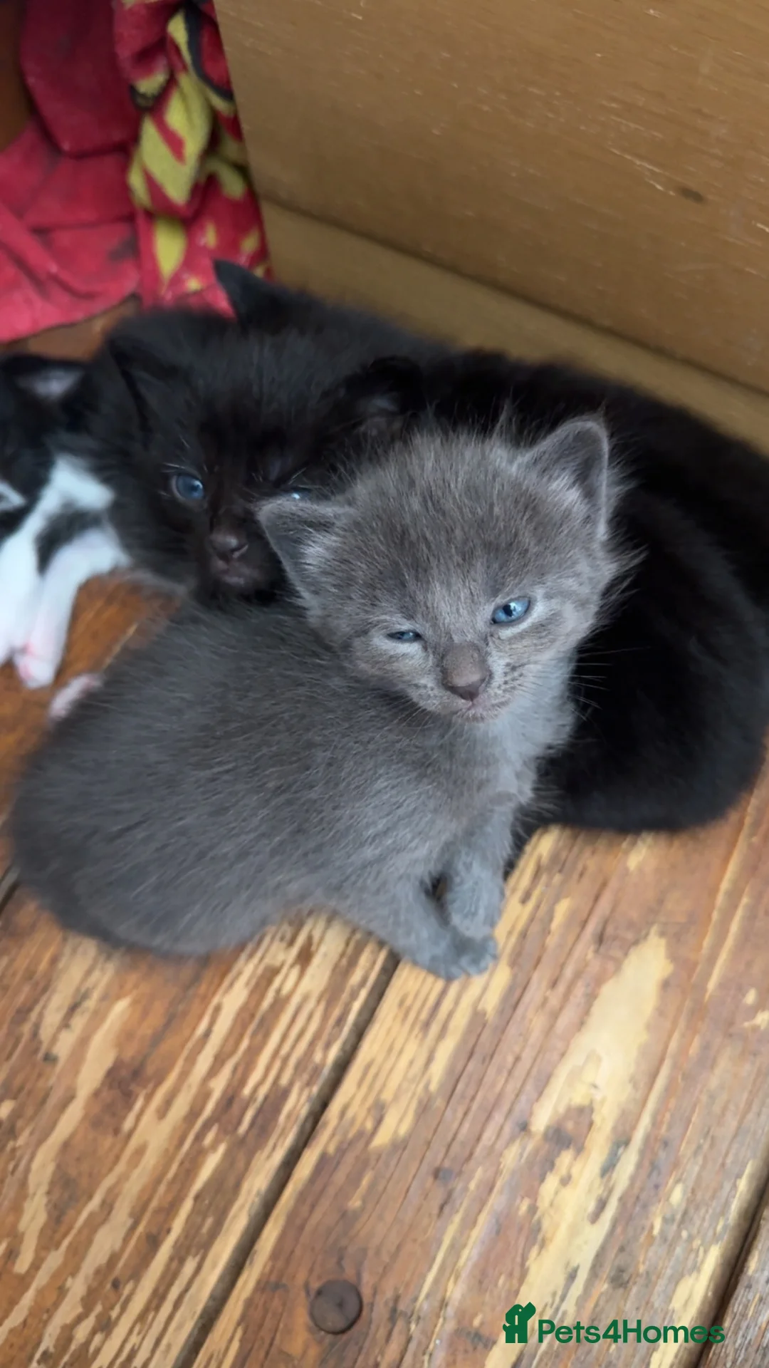 British Shorthair cats for sale: 4 female beautiful kittens  in Birmingham - Advert 8