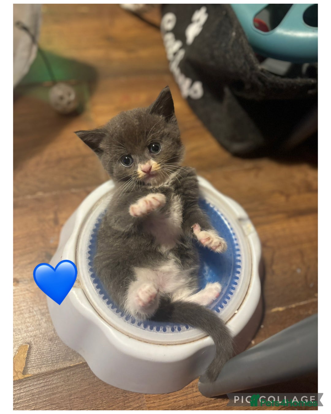 Mixed Breed cats for sale: Half British Short Haired Kittens - Image 4