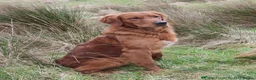Golden Retriever dogs for sale: Dark red KC Golden retriever puppies in Preston - Advert 16