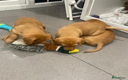 Labrador Retriever dogs for sale: Exceptional breed Labradors - Image 10