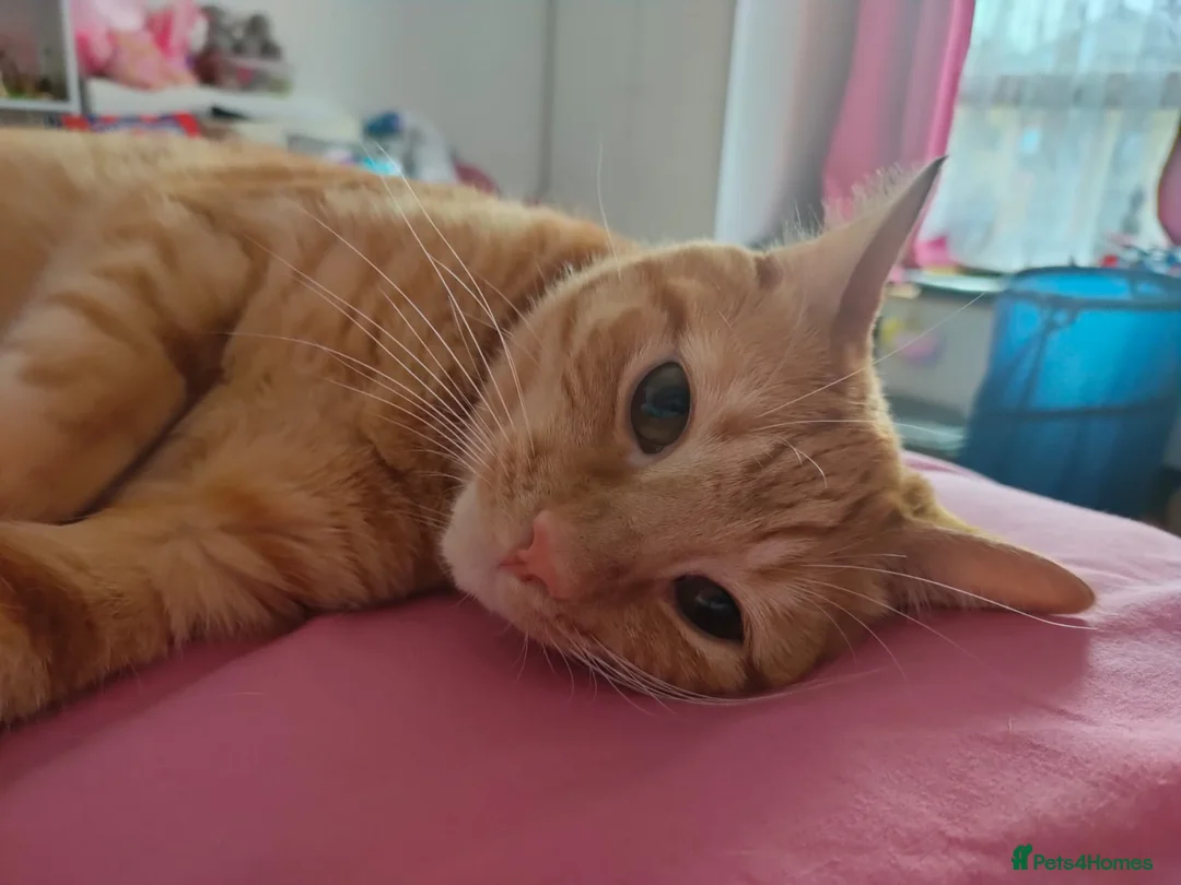 Maine Coon cats for sale: Ginger Maine coon male 5yrs  - Advert 5