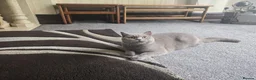 British Shorthair cats for sale: GCCF PEDIGREE LILAC BRITISH SHORTHAIR LILY🐾💜 1yr - Advert 2