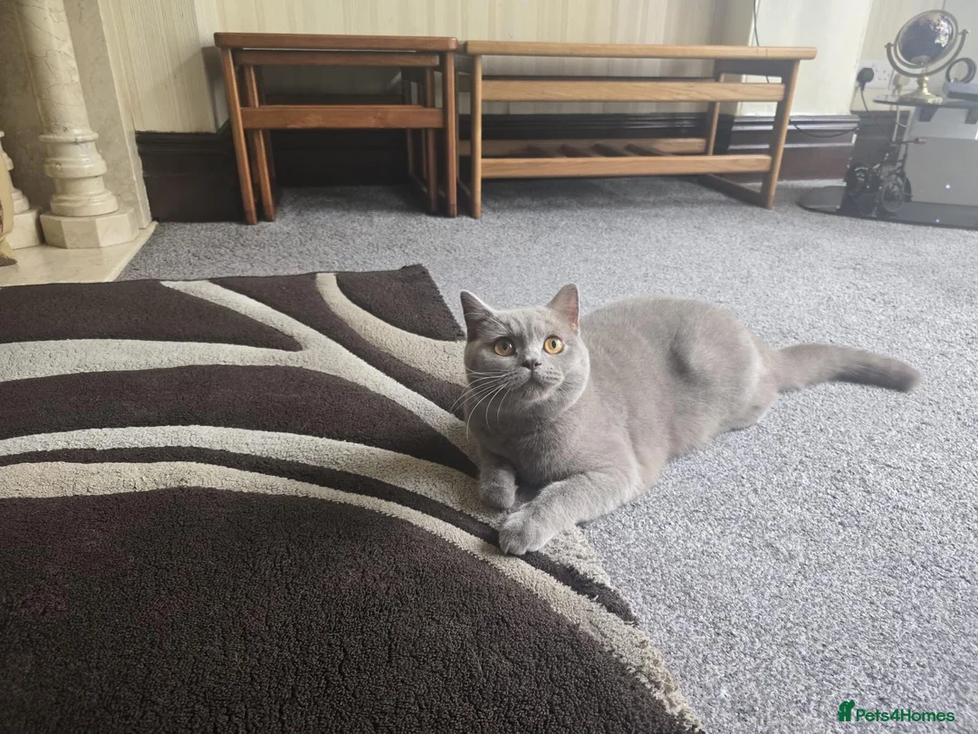 British Shorthair cats for sale: GCCF PEDIGREE LILAC BRITISH SHORTHAIR LILY🐾💜 1yr - Advert 2