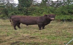 Cows & Bulls livestock for sale: Pedigree Graded Redpoll Bull - Image 1
