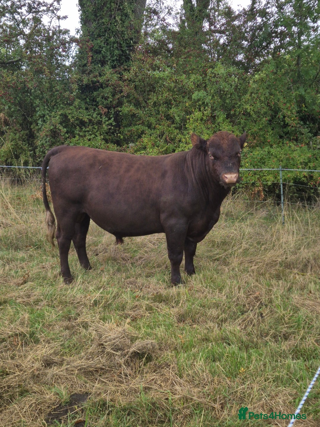 Cows & Bulls livestock for sale: Pedigree Graded Redpoll Bull - Image 1