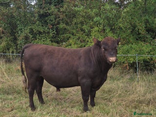 Cows & Bulls livestock - Advert 1