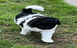 Mixed Breed dogs for sale: St Berdoodle ( St Bernard x Standard poodle) - Image 28