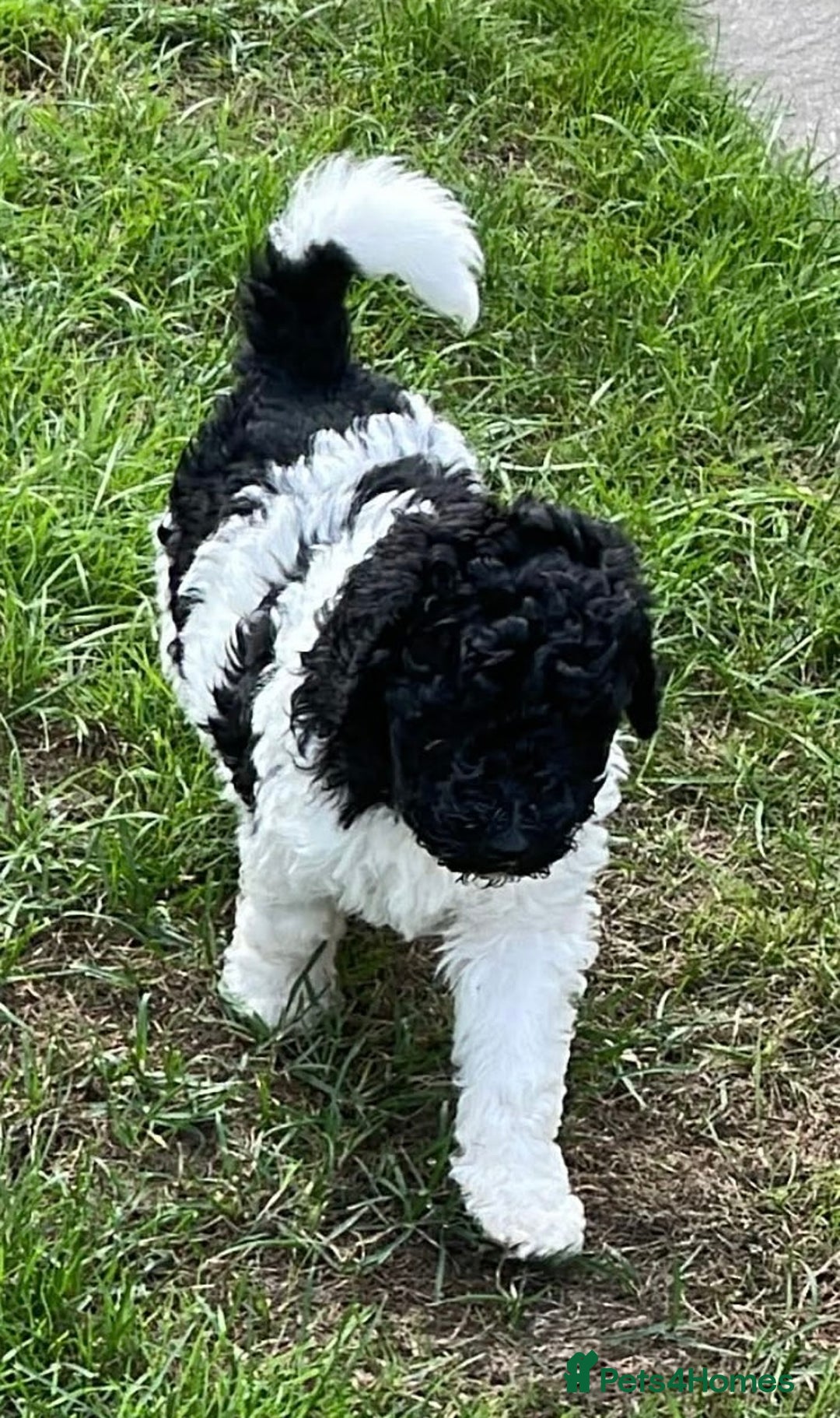 Mixed Breed dogs for sale: St Berdoodle ( St Bernard x Standard poodle) - Image 28