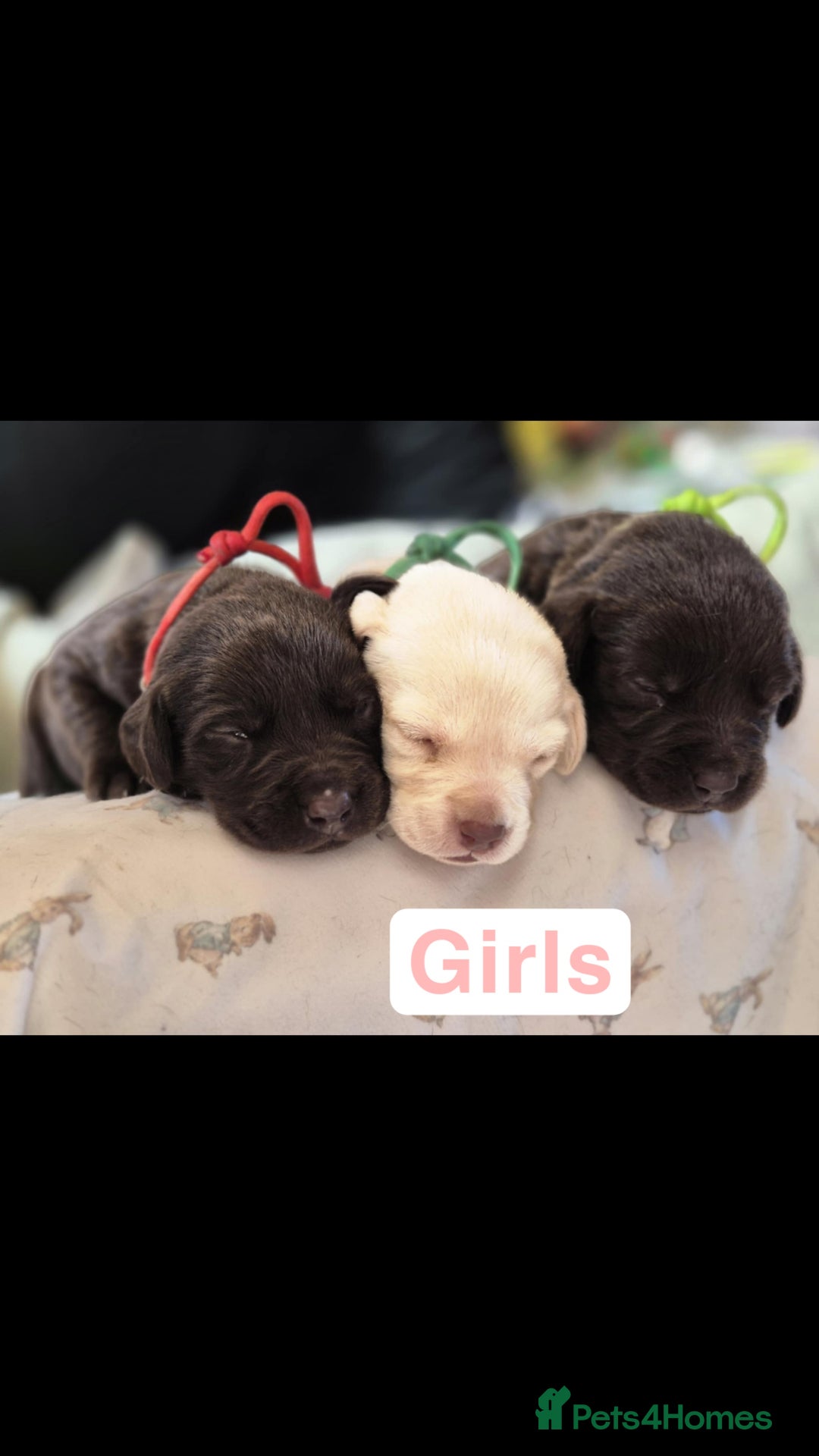 Labrador Retriever dogs for sale: Chunky Labrador retriever pups for sale - Image 15