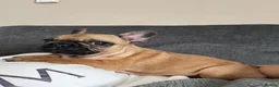 French Bulldog dogs for sale: Adorable French Bulldog Male Puppy for Sale - Advert 5