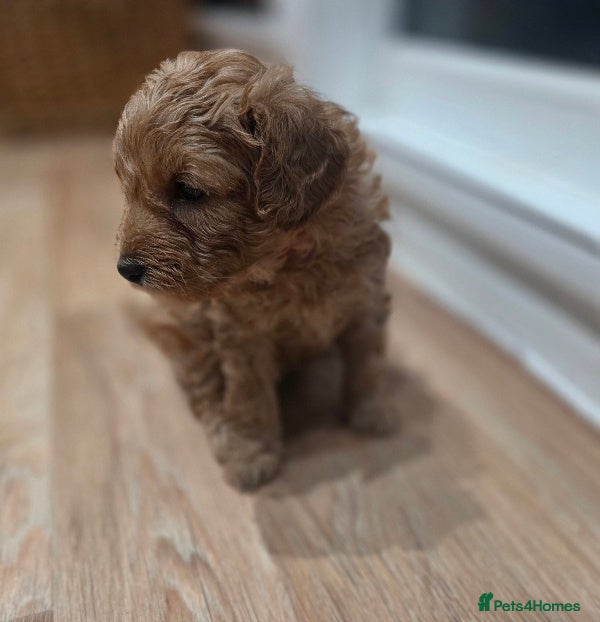 Cavapoo dogs F1B Toy Cavapoo Puppies - Advert 12