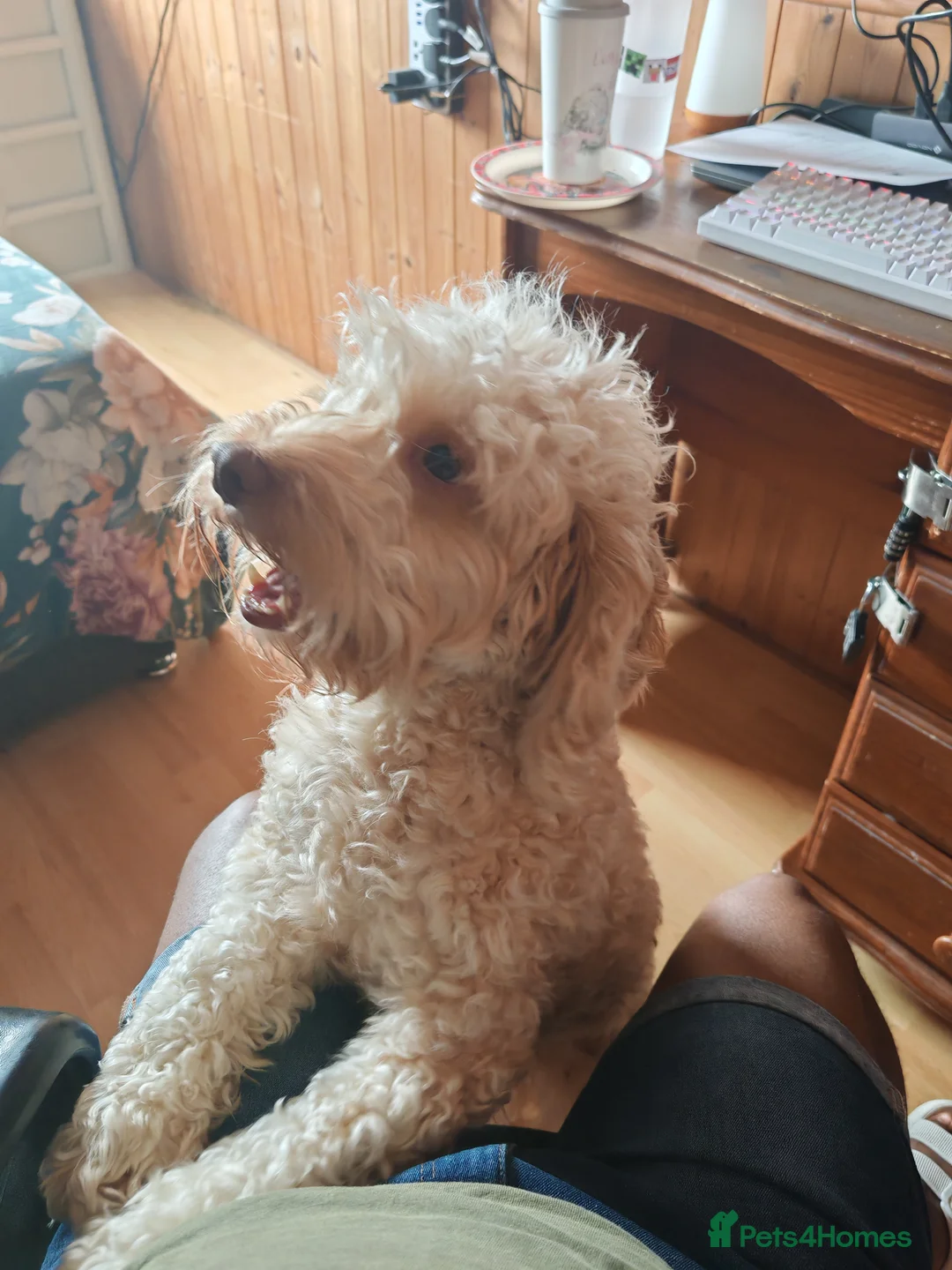Cockapoo dogs for sale: Cockapoo (Teddy)  - Advert 1