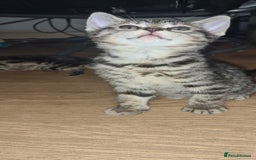 Bengal cats for sale: Mixed bengal kittens   - Image 34
