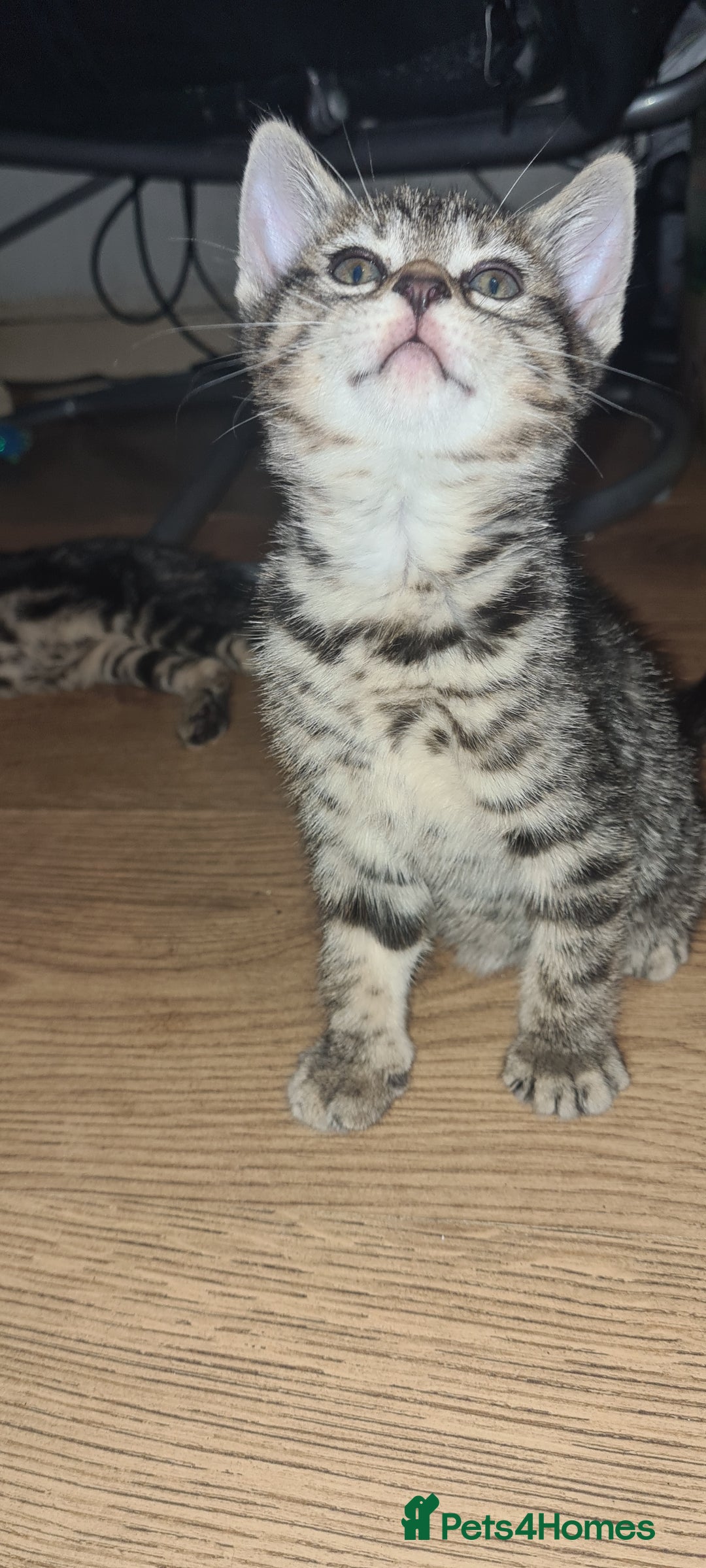 Bengal cats for sale: Mixed bengal kittens   - Image 34