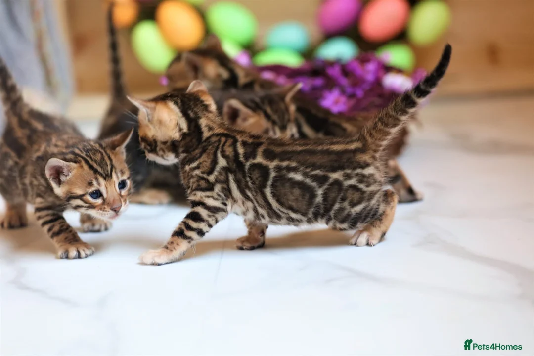 Bengal cats for stud: GANDALF Snow Mink Blue Carrier Russia Lines in Gateshead - Advert 13