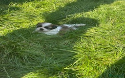 Shih Tzu dogs for sale: Beautiful shih Tzu puppies - Image 3