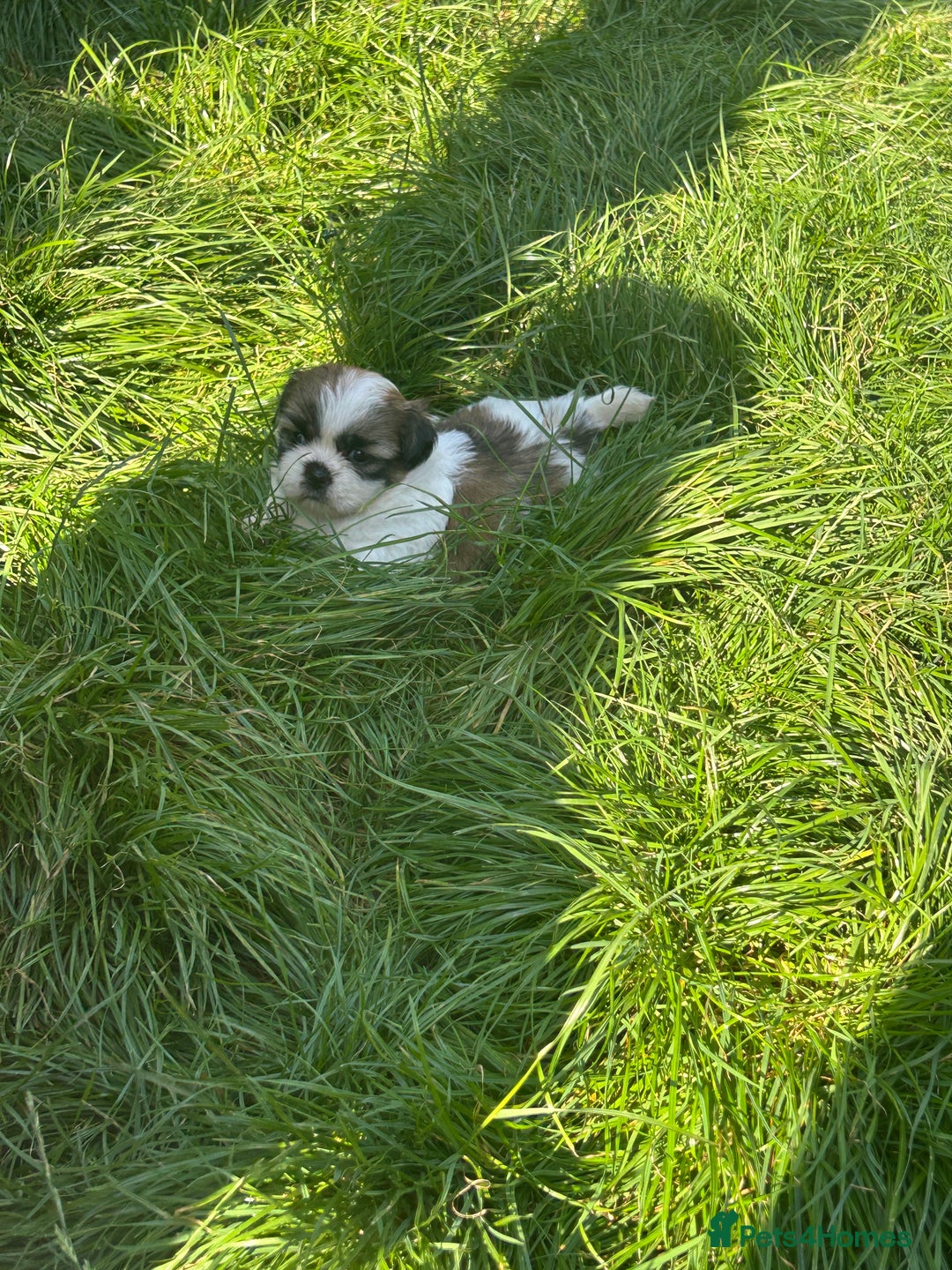 Shih Tzu dogs for sale: Beautiful shih Tzu puppies - Image 3
