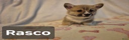 Welsh Corgi Pembroke dogs for sale: 8 Pembroke corgi puppy's - Advert 19