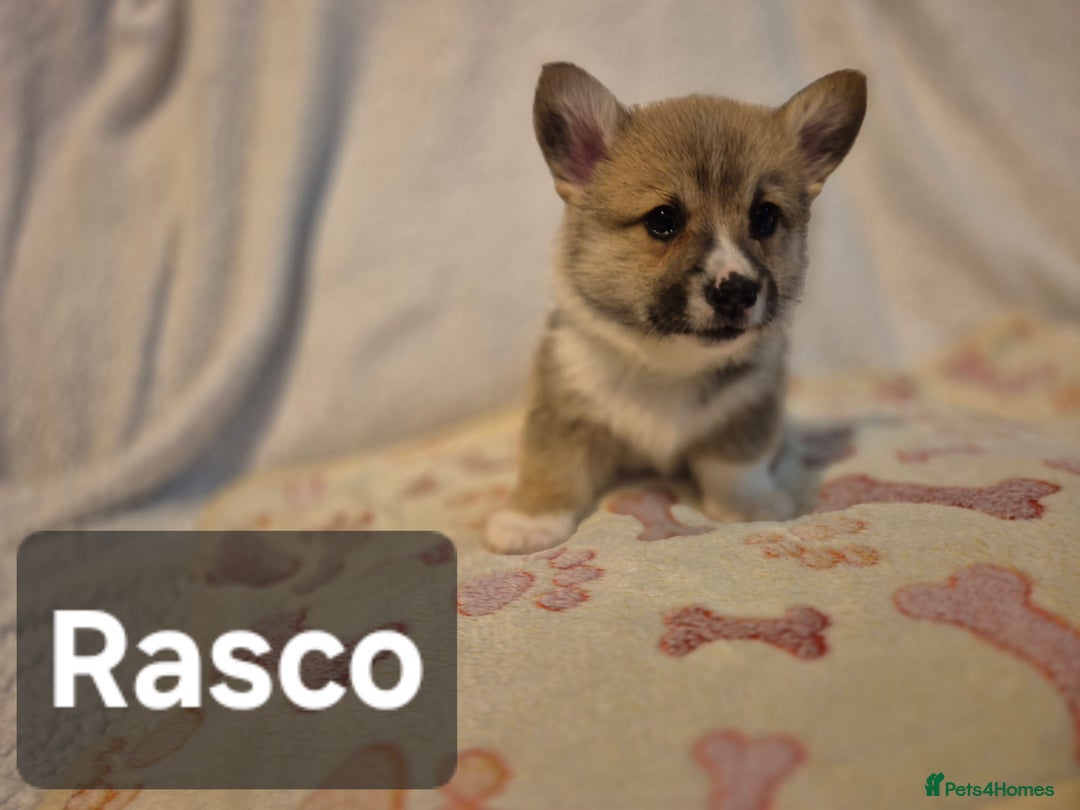 Welsh Corgi Pembroke dogs for sale: 8 Pembroke corgi puppy's - Advert 19