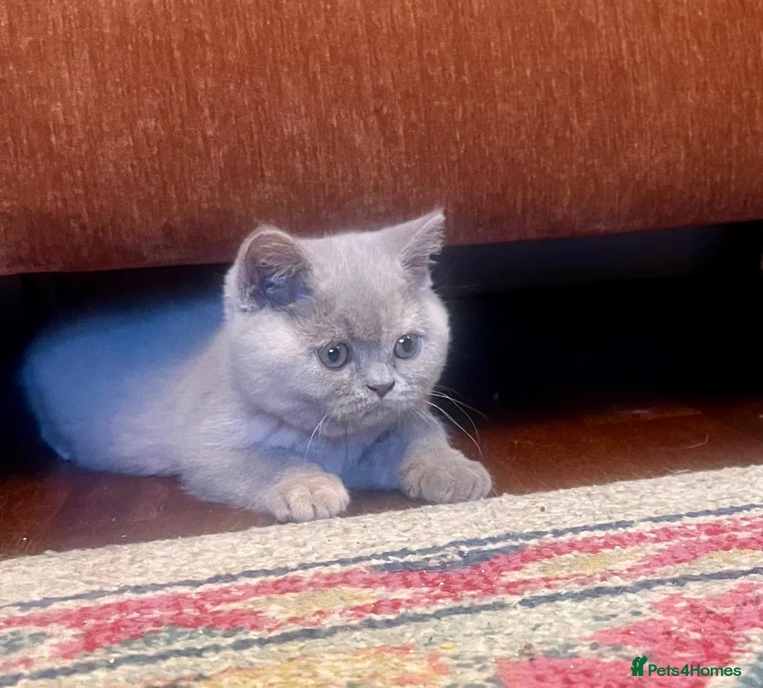 British Shorthair cats for sale: British shorthair females ready to leave soon GCCF - Advert 20