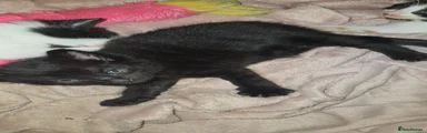 Mixed Breed 2