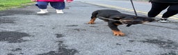 Rottweiler dogs for sale: Ace rottweiler - Advert 2