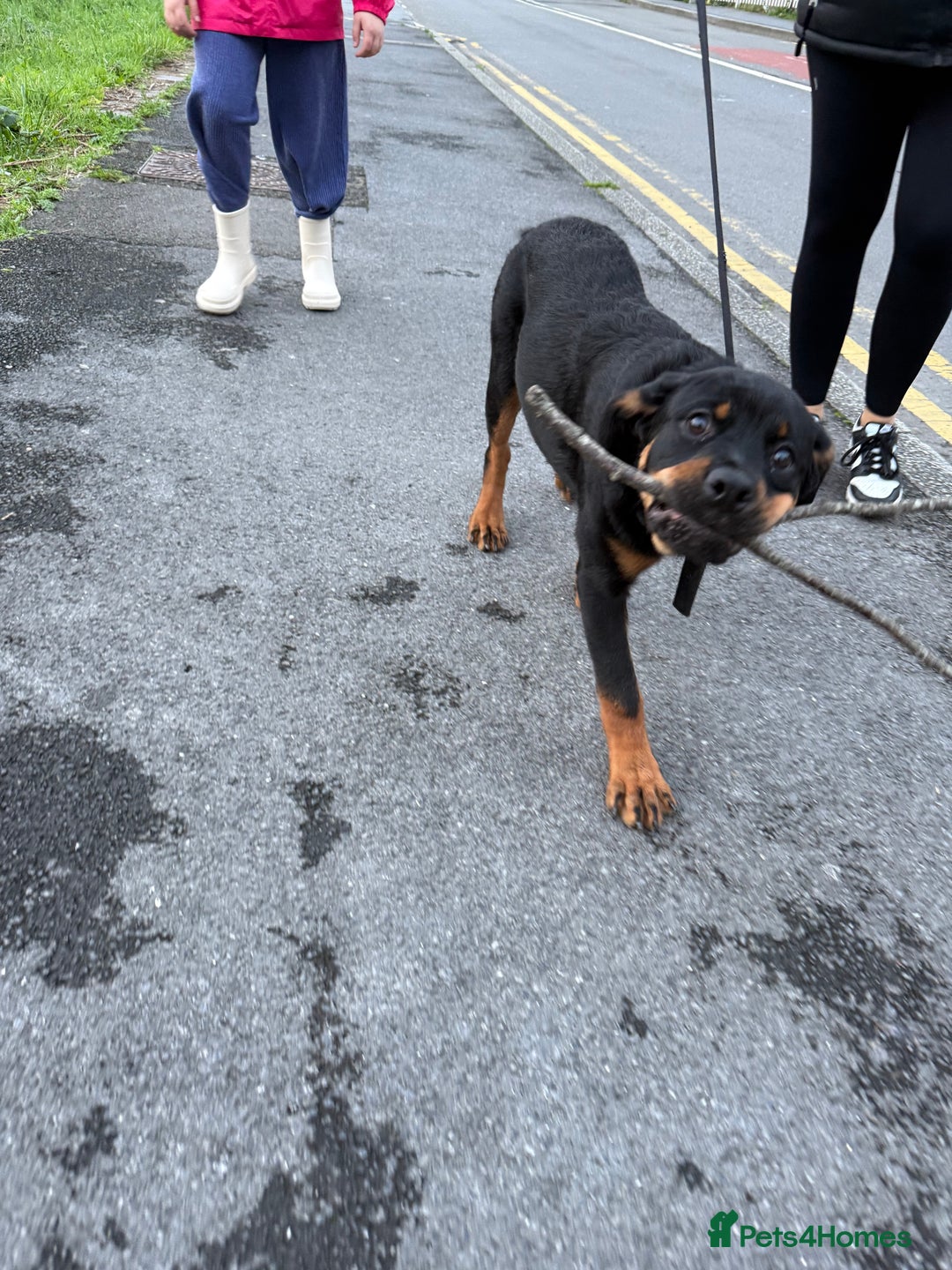 Rottweiler dogs for sale: Ace rottweiler - Advert 2