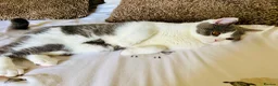 British Shorthair cats for sale: GCCF Chunky British Shorthair Kittens - Advert 5