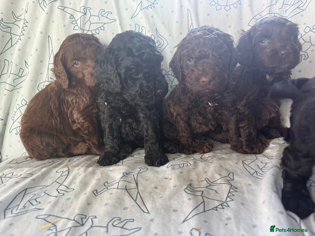 Cockapoo dogs for sale: chocolate&Black Cockapoos - Image 2