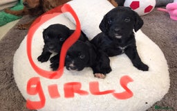 Cocker Spaniel dogs for sale: Cocker spaniel worker puppies  - Image 10