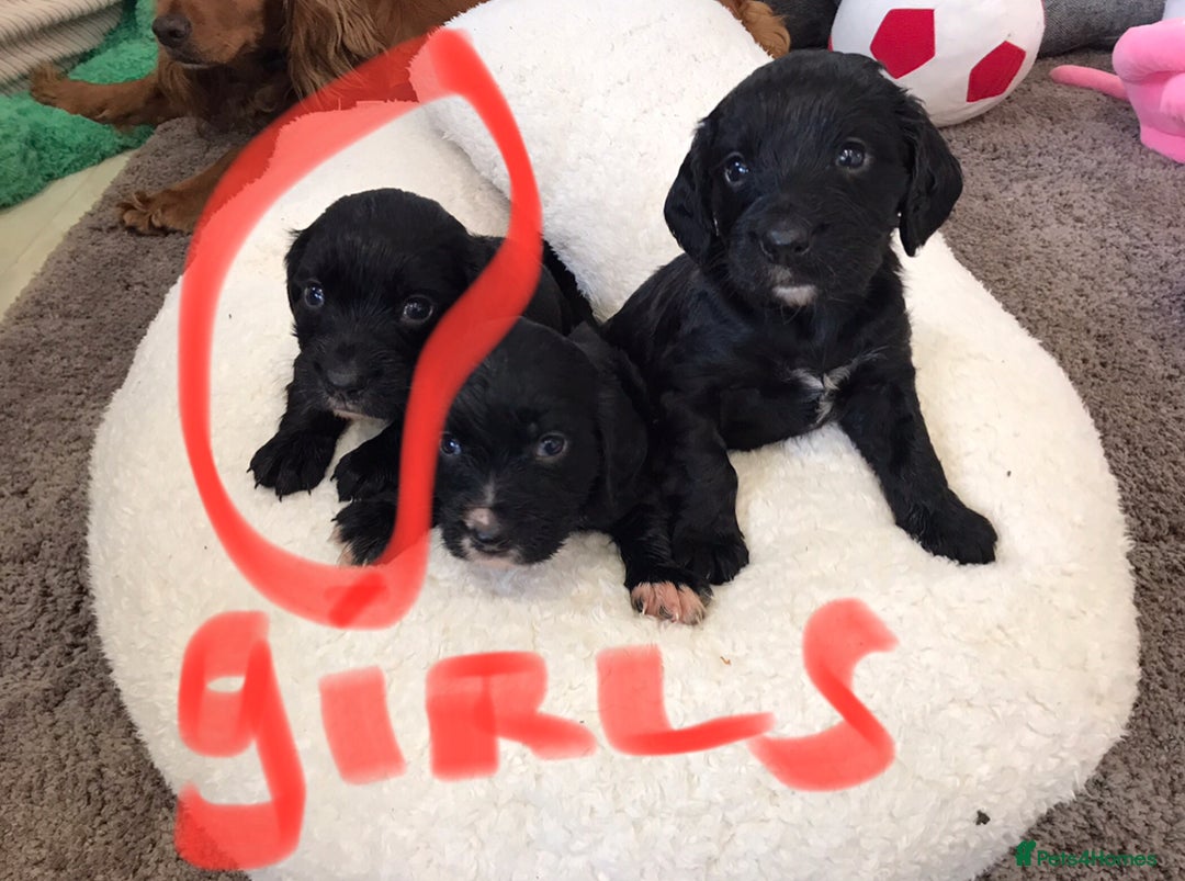 Cocker Spaniel dogs for sale: Cocker spaniel worker puppies  - Image 10