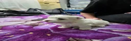 Bichon Frise dogs for sale: Small puppy for sale  - Advert 20