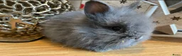 Lionhead rabbits for sale: Double mane lion head baby’s for sale  - Advert 10
