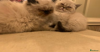 Persian cats - Advert 8